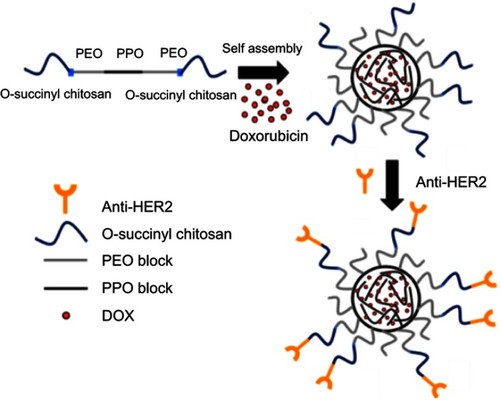 Scheme 1 Preparation scheme of the anti-HER2-conjugated O-succinyl chitosan pluronic nanoparticles containing DOX (anti-HER2-DOX-NPs).Abbreviations: PEO, polyethylene oxide; PPO, polypropylene oxide; HER2, human epidermal growth factor receptor 2; DOX, doxorubicin.