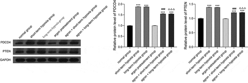 Figure 4. Effect of argon on the expression of PDCD4 and PTEN (miR-21 target proteins) in OGD-induced cells. ***P < 0.001 vs. normal group; ###P < 0.001 vs. short-term hypoxia group; ΔΔΔP < 0.001 vs. long-term hypoxia group