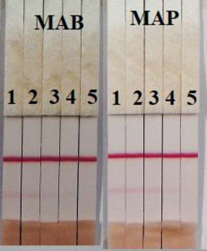 Figure 10. Result of MAB and MAP spiked in pig urine. MAB and MAP standard concentration: 1 = 0 ng/mL; 2 = 1 ng/mL; 3 = 2.5 ng/mL; 4 = 5 ng/mL; and 5 = 10 ng/mL.