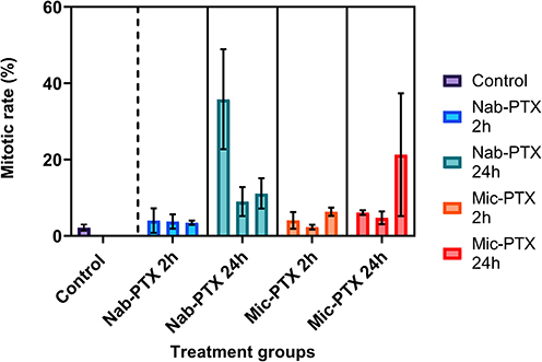 Figure 5 Bar charts of mean mitotic percentage per treatment group as determined on semithin sections. We observed large variance between tumors. Nab-PTX treated tumors exhibit significantly increased mitotic counts after 24 hours, with a smaller effect noted for Mic-PTX treated tumors. No effect on mitotic count is observed after 2 hours for both formulations. Whiskers indicate standard deviation.