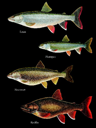 FIGURE 5. Lake Trout morphs of Isle Royal, Lake Superior. Illustration by P. Vecsei (Golder Associates) for the Great Lakes Fishery Commission.