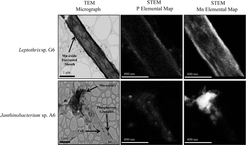 Fig. 9 TEM microscopy of the sheath-forming isolate Leptothrix sp. G6 and Janthinobacterium sp. A6. TEM micrographs (scale bars represent1 μm) demonstrated the presence of electron-dense Mn deposits associated with bacterial cells. STEM P and Mn elemental maps (scale bars represent 800 nm) revealed the location of phosphorous and manganese within bacterial cells.