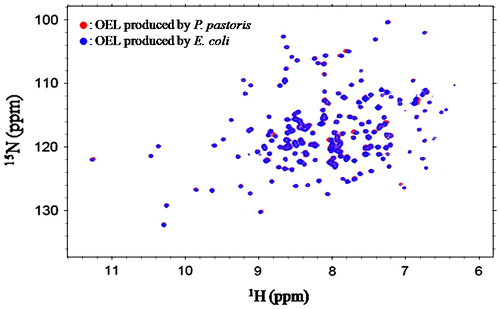Fig. 2. Superimposition of the 1H–15N-HSQC spectra of 15N-labeled OELs produced by the E. coli expression system (blue) and P. pastoris system (red).