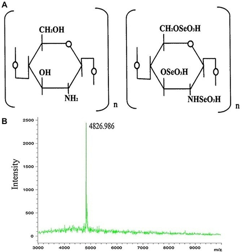 Figure 1 Chemical structure (A) and mass spectrum (B) of SMC.