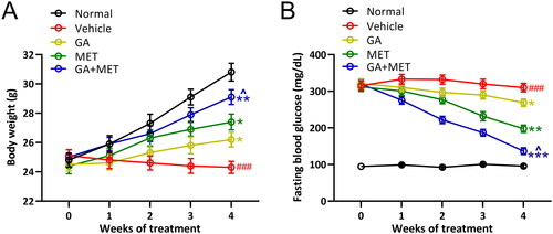 Figure 1. Effects of metformin combined with gallic acid treatment on body weight (A) and fasting blood glucose levels (B) in mice model of diabetic nephropathy. All mice had free access to food and water at all times. Fasting blood glucose levels and body weight were measured once a week. 10 mice were used for each group. Data are presented as mean ± SD. ###p < 0.001 compared to normal. *p < 0.05, **p < 0.01 compared to vehicle. ^p < 0.05 compared to MET group.