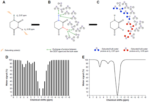 Figure 1 The mechanism of chemical exchange saturation transfer (CEST).