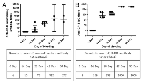 Figure 6. Antigen-specific neutralization and ELISA antibody levels in the serum of cynomolgus monkey. (A) Geometric mean of neutralization titers 56 d after prime and 28 d after boost vaccinations via the i.m route with CA16 vaccines containing 5 μg antigen. Each dot represents the individual titer of a monkey. (B) Geometric mean of ELISA titers 56 d after prime and 28 d after boost vaccinations via the i.m route with CA16 vaccines containing 5 μg antigen. In each Figure, horizontal bars indicate the geometric mean titers and error bars indicate the 95% confidence interval.