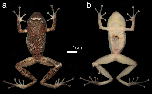 Figura 4. Vista dorsal (a) y ventral (b) del holotipo (ZSFQ 4150) de pristimantis morlaco sp. nov., macho adulto, en preservado (LRC = 25.5 mm). fotografías: JCS.