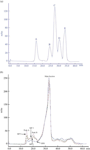 Figure 3 Analysis of the standards (a), soybean protein hydrolysates (SPH) and three modified products (MP3, MP5, and MP8) (b) by size exclusion chromatography in an AKTA Explorer 100 equipped with a Superdex-75 column. The analysis was performed at a flow rate of 0.5 mL/min with 0.1 mol/L Na2HPO4–0.1 mol/L NaOH buffer (pH 12) and monitored at 280 nm. The DH of SPH was 16.6% and the decrease amount of free amino groups of MP3, MP5, and MP8 were 84.70, 75.79, and 44.58 μmol/g peptides, respectively. The standards were bovine serum albumin (66.2 kDa), cytochrome c (12.4 kDa), insulin (5.7 kDa), oxidized L-glutathione (0.6 kDa), and L-tyrosine (0.2 kDa), and appeared as peaks A to E in Fig. 3a, respectively. (Color figure available online.)
