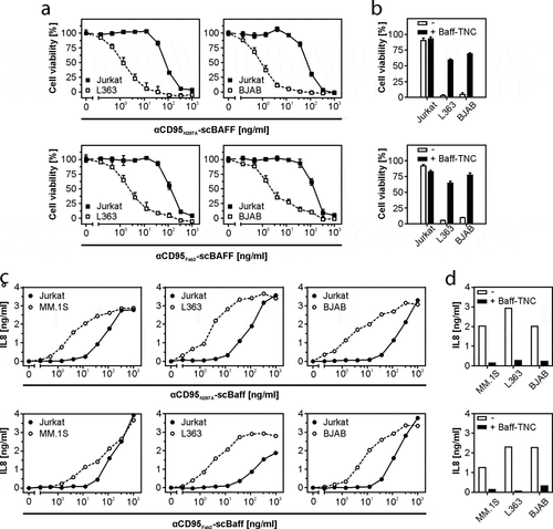 Figure 5. Lymphoma- and myeloma cell-restricted activation of CD95 by antibody-scBaff fusion proteins. (a) HT1080 were cultivated in 96-well plates and were challenged in the presence of 2.5 µg/ml CHX with 4 × 104 L363, BJAB or Jurkat cells along with αCD95N297A-scBaff and αCD95Fab2-scBaff. Next day, remaining viable plastic adhered cells were quantified by crystal violet staining. (b) HT1080 cell were again seeded in 96-well plates and were supplemented the next day as indicated with 4 × 104 L363, BJAB or Jurkat cells. Co-cultures were pretreated for 30 min with or without 5 µg/ml Baff-TNC and were then stimulated with 20 ng/ml of the αCD95-antibody scBaff fusion proteins, respectively. On the next day, CD95 activation was evaluated by determination of cellular viability. (c) Cocultures of HT1080 with 4 × 104 MM.1S, L363, BJAB or Jurkat cells were cultivated in 96-well plates and were challenged in the presence of 2.5 µg/ml CHX and 20 µM zVAD along with αCD95N297A-scBaff and αCD95Fab2-scBaff. On the next day, NFκB signaling was assessed by means of IL8 ELISA. (d) Co-cultures were set up as in “C” and were pretreated for 30 min with or without 5 µg/ml Baff-TNC. Cells were then stimulated with 20 ng/ml of the αCD95-antibody scBaff fusion proteins and on the next day CD95-mediated IL8 production was again assayed by ELISA.