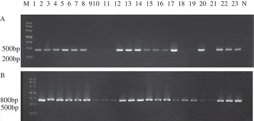 Figure 3. PCR assay for mating types of hybrid strains M: molecular Ⅲ, 1–23: different Strains; N: Negative control (a) PCR products with MAT-α primers; (b) PCR products with MAT-HMG primers.Figura 3. Ensayo PCR para los tipos de acoplamiento de cepas híbridas M: molecular Ⅲ, 1–23: distintas cepas; N: Control negativo (a) Productos PCR con primers MAT-α; (b) Productos PCR con primers MAT-HMG.