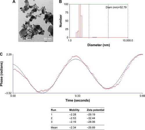 Figure 1 TEM observation (A), DLS data (B), and zeta potential measurement (C) of MgO NPs.Abbreviations: TEM, transmission electron microscopy; DLS, dynamic light scattering; MgO NPs, magnesium oxide nanoparticles.