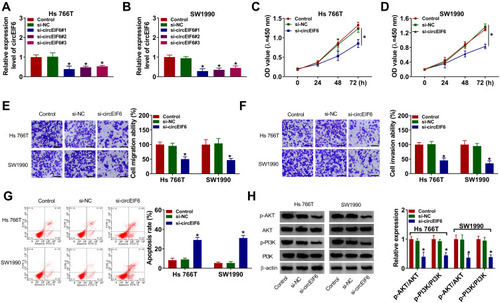 Figure 2 CircEIF6 knockdown hampers cell proliferation, migration, invasion and induces cell apoptosis of pancreatic cancer cells. (A–H) Hs 766T and SW1990 cells were transfected with si-EIF6 or its control si-NC, and untreated pancreatic cancer cells were used as the control group. (A and B) The expression of circEIF6 was evaluated by qRT-PCR. (C and D) Transfected pancreatic cancer cells in 96-well plates were incubated with CCK8 after fixed time interval following transfection to evaluate the number of viable cells, and cell proliferation curve was generated. (E and F) Cell migration ability and cell invasion ability were assessed by transwell assays. The representative images of migrated or invaded cells in different groups are shown. (G) The apoptosis rate (the first quadrant and the fourth quadrant) was analyzed by flow cytometry. (H) The levels of p-AKT, AKT, p-PI3K and PI3K were examined by Western blot assay, and the intensities of protein bands were determined by ImageJ software. *P<0.05.