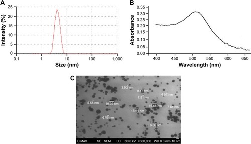 Figure 1 Size, surface plasmon resonance, and shape of CH-AuNPs.Note: Representative (A) size distribution obtained from DLS analysis, (B) UV–Vis absorption spectrum, and (C) SEM images of CH-AuNPs.Abbreviations: CH-AuNPs, chitosan gold nanoparticles; DLS, dynamic light scattering; SEM, scanning electronic microscopy; CIMAV, Centro de Investigación en Materiales Avanzados S.C.; SE, secondary electron; LEI, lower detector; WD, working distance.