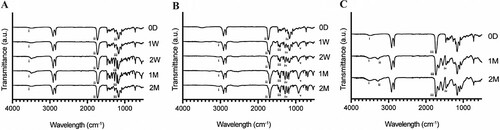 Figure 6. FTIR spectrograms of representative VP samples under (A) hydrolytic, (B) enzymatic, and (C) in vivo degradation assays. (A) i: OH stretch, ii: carbonyl stretch, iii: CO ester stretch, (B) i: OH stretch (carboxylic acid) ii: carbonyl stretch, iii: COH bend, iv: CO ester stretch, v: OH bend (C) i: OH stretch, ii: amine stretch, iii: carbonyl stretch, iv: amide stretch peaks.