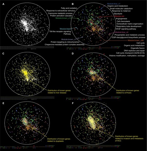 Figure 10 Distribution of known liver disease-related genes and differentially expressed genes (DEGs) in the spatial protein–protein interaction (PPI) network, generated in Cytoscape.Notes: (A) A PPI network was constructed by connecting all the known liver disease-related genes and DEGs in our study. (B) All DEGs from seven modules were colored differently. The brown_c56 module was in opposition to brown_c12. (C) All known liver-disease-related genes were mapped to the PPI network, shown in yellow. (D) Distribution of all known cirrhosis-related genes, including DEGs, in our study. (E) Distribution of all known dysplasia-related genes, including DEGs, in our study. (F) Distribution of all known invasion and metastasis-related genes, including DEGs, in our study.