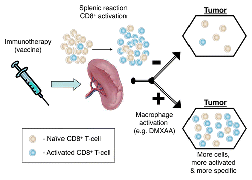 Figure 1. Inflammatory monocytes and dendritic cells exert antitumor functions that can be counteracted by regulatory T cells. (A) Inflammatory monocytes and dendritic cells (DCs) can kill disseminated tumor cells in the skin via a reactive oxygen species (ROS)-dependent mechanism and cause the bystander lysis of normal melanocytes (vitiligo). (B) Regulatory T cells (Tregs) can inhibit inflammatory monocytes and DCs, in part via the secretion of interleukin-10 (IL-10).