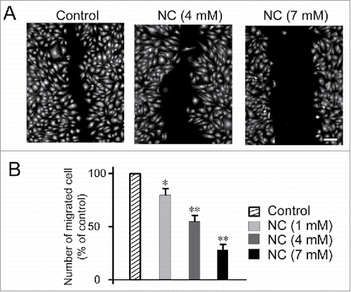 FIGURE 2. Effects of NC on HUVECs migratory ability as determined by scratch-wound assay. (A) Confluent monolayer of HUVECs was wounded and treated with either NC (1, 4, 7 mM) or medium alone (untreated control) for 8 h. The cells were then fixed and stained with Hoechst 33342 and Cellomics® whole cell stain green (B) Quantification of the number of migrated cells after 8 h exposure to indicated concentrations of NC. For each monolayer sample, three measurements were taken in three independent wounds. Percentage of inhibition was expressed using untreated wells at 100%. Data are expressed as means ± SD of three independent experiments. Statistical significance is expressed as **, P<0.001; *, P<0.05 versus untreated control. Scale bar indicates 200 µm.