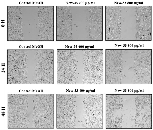 Figure 4. Scratch assay on A549 human lung carcinoma cell line following New-33 treatment. A549 monolayers were scratched and incubated with ethanol or New-33 extracts at two concentrations. The cells were photographed every 24 h to observe gap closure.