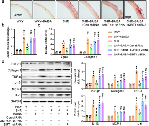 Figure 7. Activation of AMPK/SIRT1 signaling is required for BAIBA ameliorates hypertension-related vascular fibrosis and inflammation. (a, b) Representative photographs and quantitative analysis of aortas by sirius red staining. (c) Relative mRNA levels of Tgfβ1 and Collagen1. (d) Represented blots and relative quantification of TGF-β1, collagen I, TNF-α, IL-1β, MCP-1, and IL-6. Values are mean ± S.E. * P < 0.05 vs. 0 min or WKY, † P < 0.05 vs. SHR, # P < 0.05 vs. SHR+BAIBA. n = 4–6 for each group.