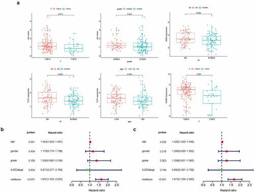 Figure 6. (a) Clinical relevance of the prognostic signature and four IRGs. (b,c) Forest plot of univariate and multivariate regression analyses