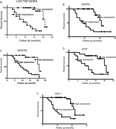 Figure 2 The results of survival analysis in LAD.Notes: (A) The survival analysis showing that LOC100132354 (χ2=12.22, P<0.001) as a poor predictor. (B) The survival analysis showing VEGFA (χ2=16.26, P<0.0001) as a poor predictor. (C) The survival analysis showing that VEGFR2 (χ2=10.78, P=0.0010) as a poor predictor. (D) The survival analysis showing that bFGF (χ2=16.22, P<0.0001) as a poor predictor. (E) Survival analysis showing TSP-1 as a good predictor in LAD (χ2=17.50, P<0.0001).Abbreviations: bFGF, basic fibroblast growth factor; LAD, lung adenocarcinoma; TSP-1, thrombospondin-1; VEGFA, vascular endothelial growth factor A; VEGFR2, vascular endothelial growth factor receptor-2.