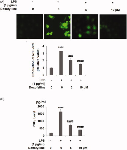 Figure 1. Doxofylline reduces lipopolysaccharides (LPS)-induced NO and PGE2 in human 16HBE cells. Cells were stimulated with 1 μg/ml LPS with or without doxofylline (5 and 10 μM) for 48 h. (A) Production of NO as measured by DAF-FM DA staining; (B) production of prostaglandin E2 (PGE2) (****p < .0001 vs. vehicle control; ###p < .001; ####p < .0001 vs. LPS treatment group).