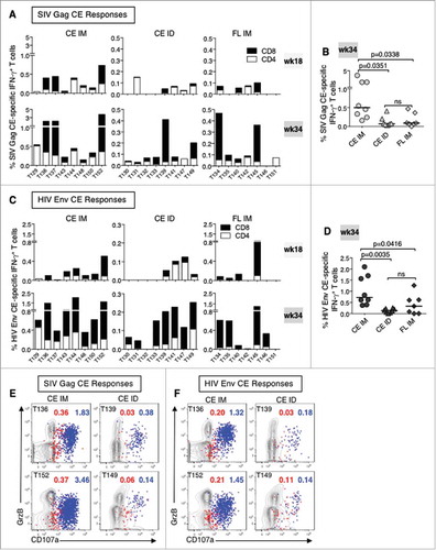 Figure 2. Vaccine-induced CE-specific cellular immune responses.(A, C) The frequency of CE-specific IFN-γ+ CD4+ (open bars) and CD8+ (black bars) T cell responses for SIV Gag (A) and HIV Env (C) measured at week 18 (2 weeks after the 3rd priming vaccination) and at week 34 (2 weeks after the 2nd booster vaccination) are shown. (B, D) Comparison of the magnitude of (B) SIV Gag CE- and (D) HIV Env CE-specific IFN-γ+ T cells responses in three vaccine groups (week 34). P values from ANOVA Holms-Sidak multiple comparison tests are shown. (E, F) Contour plots showing the cytotoxic phenotype (GrzB+ CD107a+) of the (E) SIV Gag CE-specific CD4+ (red dots) and CD8+ (blue dots) T cells and (F) HIV Env CE-specific CD4+ (red) and CD8+ T cells (blue) after the CE+FL DNA boost (week 34) of two representative animals each from the CE IM (left panels) and CE ID (right panels).