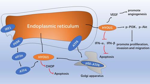 Figure 1 The role model of intracellular HYOU1 in tumor development. The endoplasmic reticulum stress response up-regulates the expression of HYOU1 through the PERK-eIF2α-ATF4 pathway and the active form of the p50-ATF6 pathway, and inhibit the expression of CHOP and reduce apoptosis. HYOU1 promotes tumor angiogenesis by promoting VEGF secretion. HYOU1 promotes cell proliferation, invasion and migration by up-regulating the expression of p-PI3K and p-Akt. HYOU1 reduces apoptosis by down-regulating the expression of IFN-α and IFN-β.