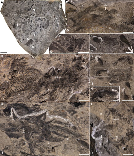 Figure 2. Entothyreos synnaustrus gen. et sp. nov., range of preservation types, ROMIP 59505. A, Full slab, with Entothyreos paratype specimens numbered 1–9. Insets as indicated. B, ROMIP 59505.2, anterior section with front limbs. C, ROMIP 59505.3. dissociated anterior section. D, ROMIP 59505.5, dissociated spines and dorsolateral sheets. E, ROMIP 59505.6, anterior section F, ROMIP 59505.7, isolated spine and claw. G, H, ROMIP 59505.8, isolated spines and claws. G, Full specimen. H, Close-up of claws of posterior lobopod. I, ROMIP 59505.9. fragment of posterior section showing dissociated dorsolateral sclerotic trunk sheets and spines. Abbreviations: al, anterior lobopod; ds, dorsal sclerotic sheets; pl, posterior lobopod. Scale bars: A, 50 mm; B, D, E, G, I, 5 mm; C, F, 2.5 mm; H, 1 mm.