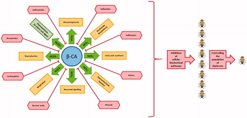 Figure 4. Role of β-CA in cellular biochemical pathways of Dipteran species and effects of β-CA inhibitors on them. Cellular biochemical pathways in Dipteran species are shown in yellow colored rectangles, except photosynthesis in plant and algae which is shown in green colored rectangle. Known β-CA inhibitors are shown in red colored shapes.