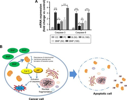 Figure 6 (A) Gene expression levels of caspase-3 and -8 in liver tissue and (B) plausible mechanism of anticancer activity of B and BNP.Note: The studied groups are NC, CC (NDEA), PC (NDEA + 5-FU), NDEA + B (50 mg/kg), NDEA + B (100 mg/kg), NDEA + BNP (50 mg/kg) and NDEA + BNP (100 mg/kg). Data are represented as mean ± SD (n=8). Statistically significant differences were observed between CC and test groups (one-way ANOVA followed by Bonferroni multiple comparison test; *p<0.05, **p<0.01 and ***p<0.001).Abbreviations: B, betulinic acid; BNP, B nanoparticles; NC, normal control; CC, carcinogen control; NDEA, N-nitrosodiethylamine; PC, positive control; 5-FU, 5-fluorouracil; Cyt C, cytochrome C; AIF, apoptosis-inducing factor.