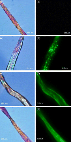 Fig. 5. Bright-field (left) and fluorescent detection (right) image of GFP (a,b), IrpCBMXyn10B-GFP (c, d), ThCBMEG1-GFP (e, f), and IrpCBMY52S-GFP (g, h) adsorbed on cotton.