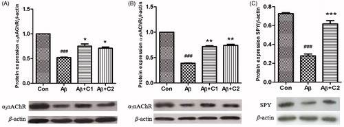 Figure 5. Effects of polydatin (C1) and emodin-8-O-β-d-glucoside (C2) on protein expression of α7 nAChR, α3 nAChR and SPY in Aβ1-42-induced SH-SY5Y cells. Protein expression of α3 nAChR in Aβ1–42-induced SH-SY5Y cells treated with 0.1 mg/mL C1 or C2 (A); protein expression of α7 nAChR in Aβ1-42-induced SH-SY5Y cells treated with 0.1 mg/mL C1 or C2 (B); protein expression of SPY in Aβ1–42-induced SH-SY5Y cells treated with 0.1 mg/mL C2 (C); compared with the control group, ###p < 0.001; compared with Aβ1–42-treated model group, *p < 0.05, **p < 0.01 and ***p < 0.001. The image shown is representative of three independent experiments.