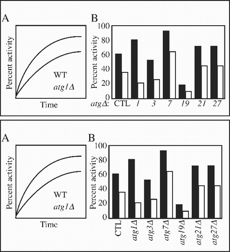 Figure 5. Avoid redundant information in the labels to allow more space to increase the font size. For example, it is more efficient to label “Time (min): 0 10 20 30 40 50” than it is to use “0 min 10 min 20 min 30 min 40 min 50 min” especially when you have a lot of time points. Be sure to insert a space between numbers and unit designations, such as “1 h” instead of “1h” or “10 μM” instead of “10μM." Also consider alternative ways to present the labels such as rotating them (lower panel).