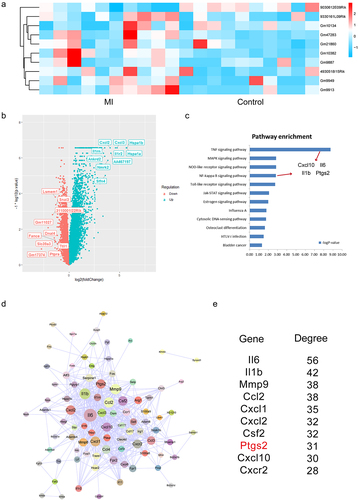 Figure 1. Identification of differentially expressed genes in MI. (a) The heatmap of top 10 differentially expressed lncRNAs in MI from 20 samples. (b) The volcano plot of differentially expressed genes. Top 10 up-regulated genes and down-regulated genes were labeled in the plot. (c) Pathway enrichment analysis of up-regulated genes. Four common genes between TNF signaling and NF-κB signaling pathways were labeled. (d) The visualization of up-regulated genes-induced PPI network. (e) Degree analysis of the PPI network.