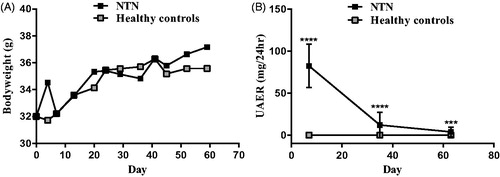 Figure 1. A time course evaluation of clinical measurements of the passive NTN model. (A) XY plot showing body weight (BW) over time. (B) XY plot showing the urinary albumin excretion rate (UAER). Data are shown as mean ± SD. ***p < .001, ****p < .0001, NTN group vs. healthy control group by one-way ANOVA.
