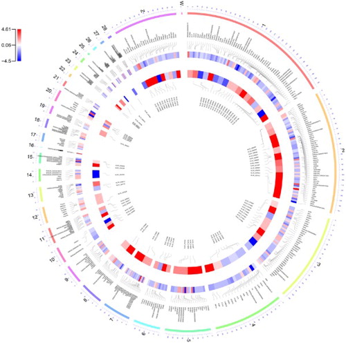Figure 2. A circus plot showing the chromosomal distribution of the known and novel differentially expressed genes. Each circle from the periphery to the centre represents the following specifications: chromosomal location, the positions of the known genes in the genome, log2-fold change of the commercial to the native breed for the known genes, log2-fold change of the commercial to the native breed for the novel genes and their positions in the genome.