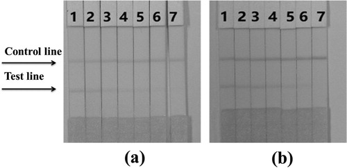 Figure 7. (a) The sensitivity of the immunochromatographic assay in PBS for picoxystrobin. 1 = 0 ng/mL, 2 = 1 ng/mL, 3 = 2.5 ng/mL, 4 = 5 ng/mL, 5 = 10 ng/mL, 6 = 25 ng/mL, and 7 = 50 ng/mL. (b) The sensitivity of the immunochromatographic assay of cucumber sample for picoxystrobin. 1 = 0ppb, 2 = 2.5ppb, 3 = 5ppb, 4 = 10ppb, 5 = 25ppb, 6 = 50ppb, and 7 = 100ppb.