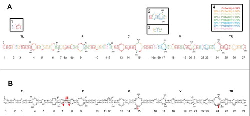 Figure 1. (A) Rod-like secondary structure of minimum free energy predicted by RNAstructure for the mc PSTVd (+) RNA of the NB variant. Insets (1) and (2), alternative motifs predicted by RNAfold and inset (3), alternative motif predicted by Mfold. Colors denote the probability (see inset 4) of a nucleotide being double- or single-stranded as predicted by RNAstructure. (B) Rod-like secondary structure of minimum free energy proposed for the mc PSTVd (+) RNA of the intermediate variant,Citation82 which differs from NB in 6 substitutions: C46→G, U47→C, U201→G, U259→C, A313→U, and C317→U (within squares and marked with arrows). The structure of the intermediate variant, which is presented here for comparative purposes and as a reference for loop numbering,Citation48 has been edited to remove an non-existing extra G-C base pair adjacent to the terminal left loop.Citation48 Loops 8 and 16 in the intermediate variant are split in the NB variant into 8a and 8b, and 16a and 16b, respectively. TL (terminal left), P (pathogenicity), C (central), V (variable) and TR (terminal right) are structural domains defined previously.Citation82