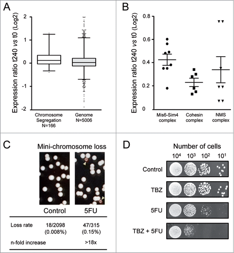 Figure 5. Chromosomal segregation defects produced by 5FU. (A) Box and whisker plots showing the log2-fold changes in gene expression (measured by microarray probe intensities) after 240 min of 5FU treatment relative to untreated control (t240 vs t0) for each category. The individual boxes represent the median (central horizontal line) and the 75–25% percentiles. The whiskers extend from the boxes to 1% and 99% of the data set. Dots indicate outliers. Data are representative of two independent experiments. Two-tailed Mann-Whitney test revealed that differences were statistically significant (P value < 0.0001). The values of the twelve genes with probe intensity levels above or below two were omitted for clarity. (B) The log2-fold differential expression ratios (5FU 240 min compared to control) for individual chromosome segregation genes with higher induction levels than the genomic threshold (0.06). Genes encode for subunits of three main complexes Mis6-Sim4, cohesin and NMS. Horizontal lines represent mean values and vertical lines the standard error of mean. (C) Rate of the mini-chromosome Ch16 loss (monitored by the appearance of red colonies/sectors on low adenine plates) was >18-fold higher in cells exposed to 5FU. (D) The combined treatment of 5FU with the microtubule-destabilizing agent thiabendazole (TBZ) synergistically enhanced the cytotoxic effects of 5FU. Serial dilutions of S. pombe cells showing the cellular sensitivity to 5FU (150 μM), TBZ (20 μM) or both combined.