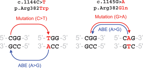 Box 1. Adenine base editing (ABE) can be targeted to either strand [Citation7]. Left – C > T mutation on top strand causes disease, ABE of A to G on bottom strand can potentially convert to WT. Right – G > A mutation on top strand causes disease, ABE of A to G on top strand can potentially convert to WT.