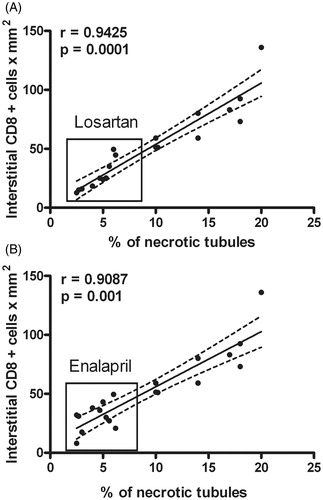 Figure 7. Correlation between renal CD8+ T-cell infiltration and percentage of tubules with necrosis. Significant positive correlation between CD8+ cell infiltration and tubular necrosis was observed. Treatments with (a) Losartan or (b) Enalapril decreased levels of infiltrating cells and tubules with necrosis.