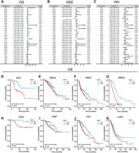 Figure 2 High expression of MND1 was significantly associated with poor prognosis across cancers. (A–C) Correlation between MND1 expression and prognosis by univariate Cox regression analysis [OS (A), DSS (B), and PFI (C)]. (D–K) Kaplan‒Meier analysis of the association between MND1 expression and OS [ACC (D), BRCA (E), HNSC (F), MESO (G), KICH (H), KIRP (I), LGG (J), LUAD (K)].