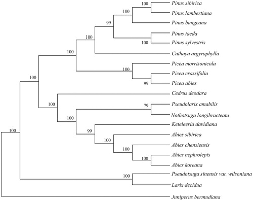 Figure 1. Neighbor-joining(NJ) phylogenetic tree based on 20 complete chloroplast genomes. Accession numbers: Abies chensiensis (MH_796673); Abies sibirica (NC_035067); Abies nephrolepis (KT_834974); Abies koreana (NC_026892); Pseudolarix amabilis (NC_030631); Pseudotsuga sinensis var. wilsoniana (NC_016064); Pinus taeda (NC_021440); Pinus sylvestris (NC_035069); Pinus sibirica (NC_028552); Pinus lambertiana (NC_011156); Pinus bungeana (NC_028421); Picea morrisonicola (NC_016069); Picea crassifolia (NC_032366); Picea abies (NC_021456); Cathaya argyrophylla (NC_014589); Cedrus deodara (NC_014575); Keteleeria davidiana (NC_011930); Larix decidua (NC_016058); Nothotsuga longibracteata (NC_037407); Juniperus bermudiana (NC_024021).