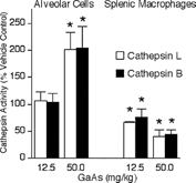 FIG. 5 Intratracheal GaAs exposure modulates thiol cathepsin activities. Mice were exposed to vehicle or the indicated GaAs doses by intratracheal instillation. On day 5, cell lysates from alveolar cells and splenic macrophages were prepared, and thiol cathepsins L (open bars) and B (closed bars) activities were measured. Values are percent activity in lysates of GaAs-exposed groups with vehicle lysates at 100% activity and are mean ± SD of 4 separate samples. Specific activities of alveolar vehicle control cells were 192 and 47 nmol/mg/h for cathepsins L and B, respectively. Specific activities of splenic vehicle control cells were 48 and 16 nmol/mg/h for cathepsins L and B, respectively. *p < 0.05 compared to vehicle.