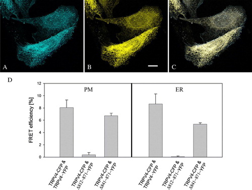 Figure 6.  FRET of double transfected CHO cells. CHO cells were double transfected with TRPV4-CFP (A) and TRPV4-YFP (B) and fixed 48 h post transfection. The merged image (C) demonstrates the co-localization of the transfected constructs in the plasma membrane (PM) and the ER. (D) Acceptor bleaching in TRPV4-CFP and TRPV4-YFP as well as in TRPV4-CFP and Δ 841-871-YFP transfected cells exhibited a significantly higher FRET efficiency compared to TRPV4-CFP and Δ 812-871-YFP transfected cells in the PM and the ER. Bar = 10 µm.