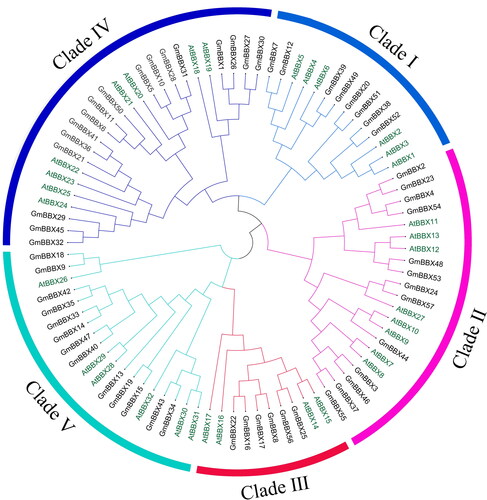 Figure 1. Analysis of phylogenetic relationships of BBX genes between Arabidopsis and soybean. MEGA-X was used to align BBX proteins and construct a neighbor-joining (NJ) phylogenetic tree [Citation48]; bootstrapping was conducted using 1000 replications.