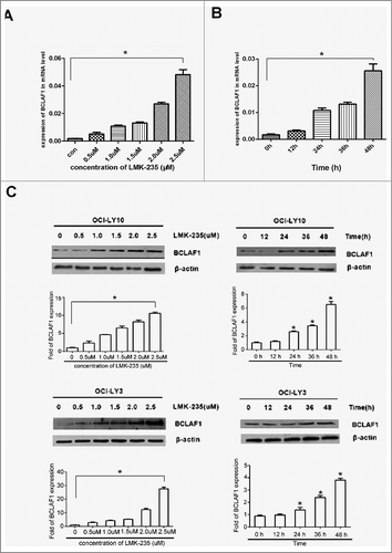 Figure 2 . LMK-235 upregulated BCLAF1 expression. (A) DLBCL cell lines OCI-LY10 were treated with different concentrations of LMK-235 (0, 0.5, 1.0, 1.5, 2.0, 2.5 μmol / l)for 24 hours or vehicle alone, and the mRNA expression of BCLAF1 was analyzed with q-PCR. Each value represents the average of three independent experiments. (B) DLBCL cell lines were treated with the indicated concentrations of LMK-235 at different times. The mRNA expression of BCLAF1 was analyzed with q-PCR. (C) DLBCL cell lines were treated with LMK-235, and the relative protein expression of the BCLAF1 were detected by Western blot. All experiments were performed three times. The data is expressed as mean ± SD. * P <0.05 compared with the control group.