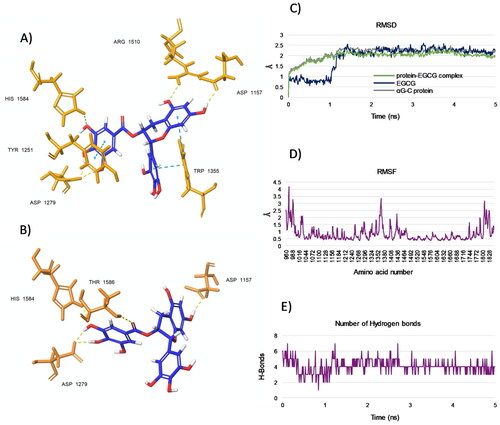 Figure 6. (A and B) Representative poses from two top-ranked clusters 1 and 2, respectively, displaying binding modes for EGCG within the acarbose-binding site of αG-C after MD simulation for 5 ns. The residues interacting with EGCG are shown. H-bonds are in yellow and pi-pi interactions are in cyan. (C) RMSD values from the starting protein structure (grey curve), the EGCG (blue curve) and the αG-C protein-EGCG complex (green curve) by MD simulations. Using the generated MD trajectories, RMSF (D) and HBs interactions (E) were also computed.